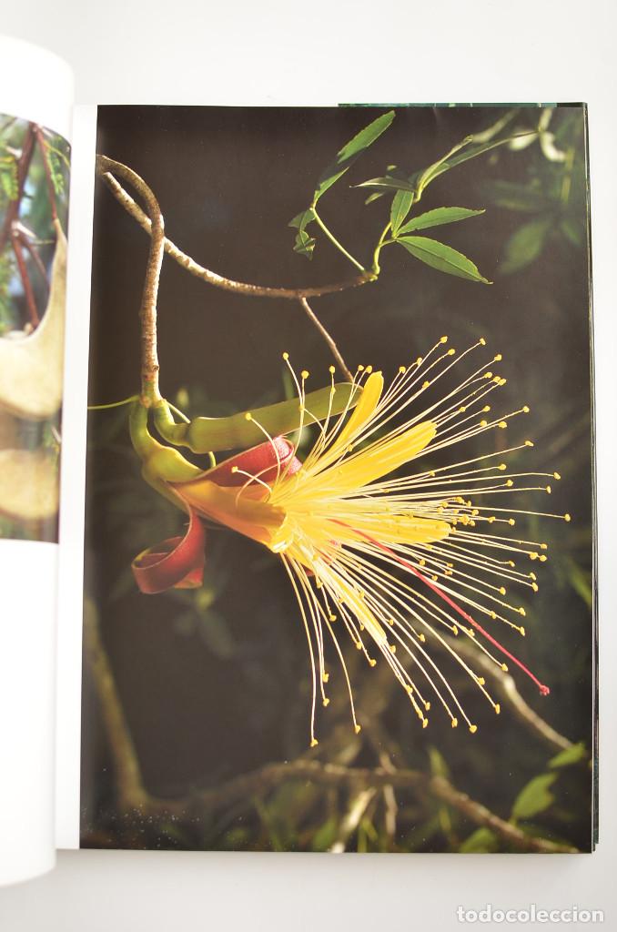 Libros: Bosques - ARAUJO, Joaqu&iacute;n - Dedicatoria aut&oacute;grafa del autor - Foto 10