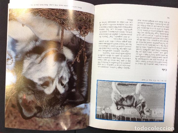 Libros: el Alaskan malamute - Foto 2