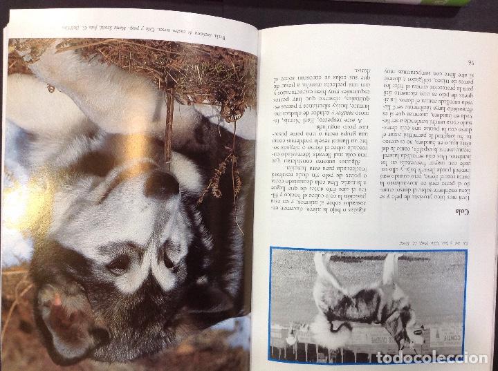 Libros: el alaskan malamute - Foto 2