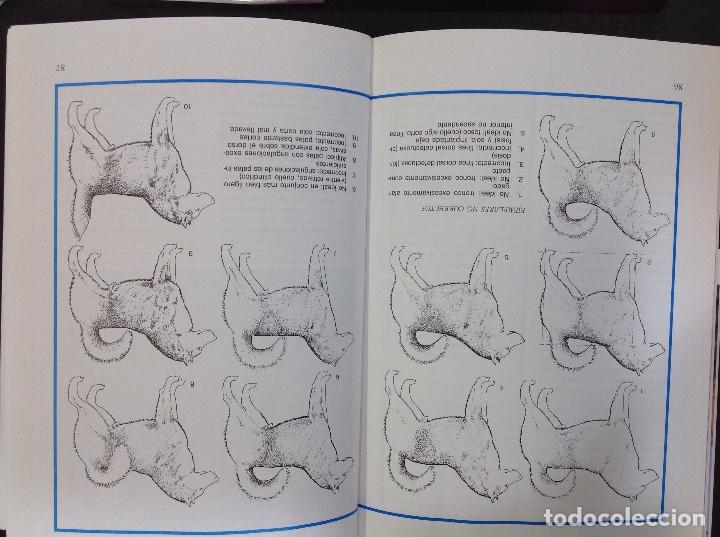 Libros: el alaskan malamute - Foto 2
