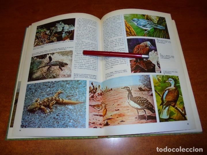 Libros: CANARIAS (ED. ANAYA) 1980 (CARRACEDO ET AL., VVAA) - Foto 5