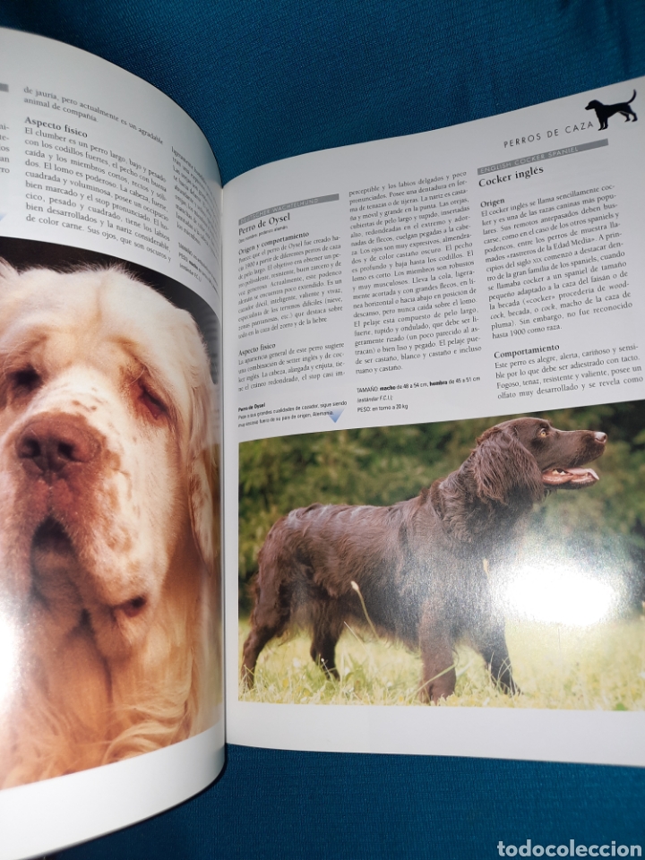 Libros: LAROUSSE DEL PERRO 2003 SPES EDITORIAL - Foto 4