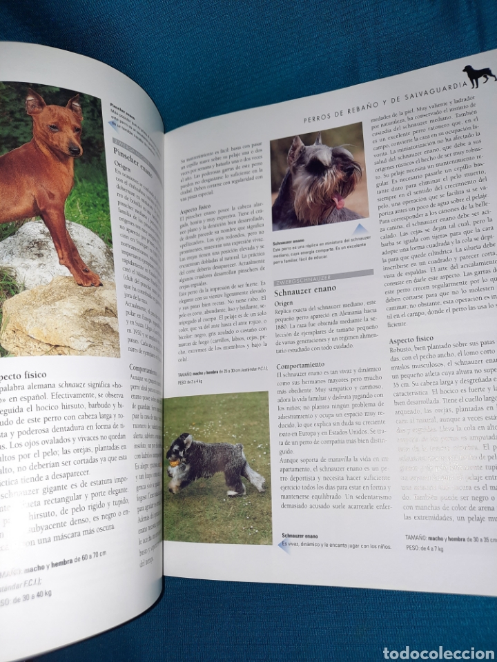 Libros: LAROUSSE DEL PERRO 2003 SPES EDITORIAL - Foto 5