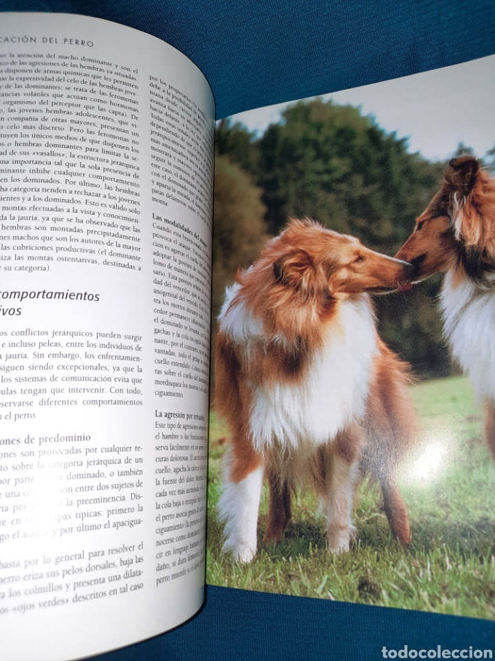 Libros: LAROUSSE DEL PERRO 2003 SPES EDITORIAL - Foto 6