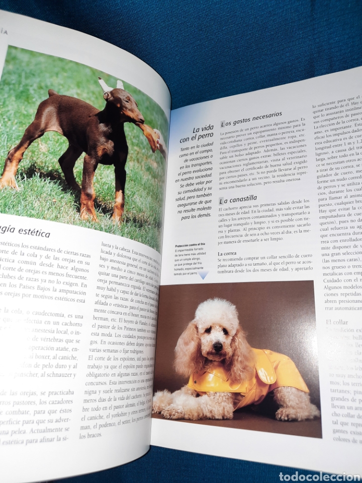 Libros: LAROUSSE DEL PERRO 2003 SPES EDITORIAL - Foto 7