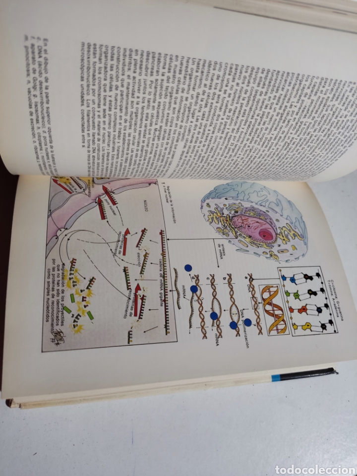 Libros: Libro gu&iacute;a del cuerpo humano, Laura Conti - Foto 3