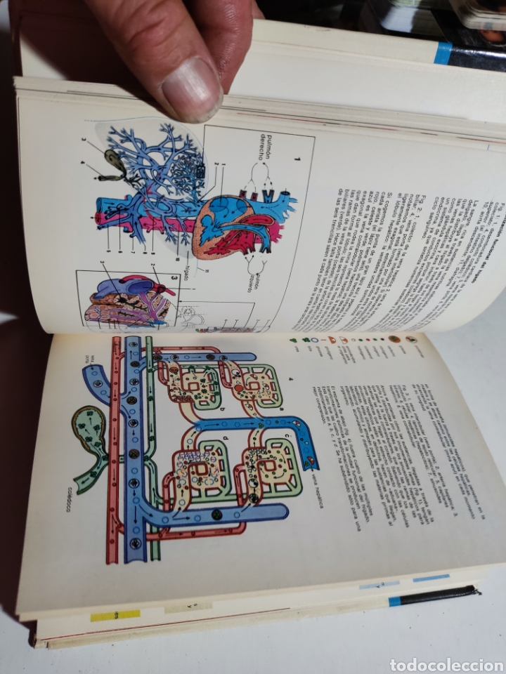 Libros: Libro gu&iacute;a del cuerpo humano, Laura Conti - Foto 4