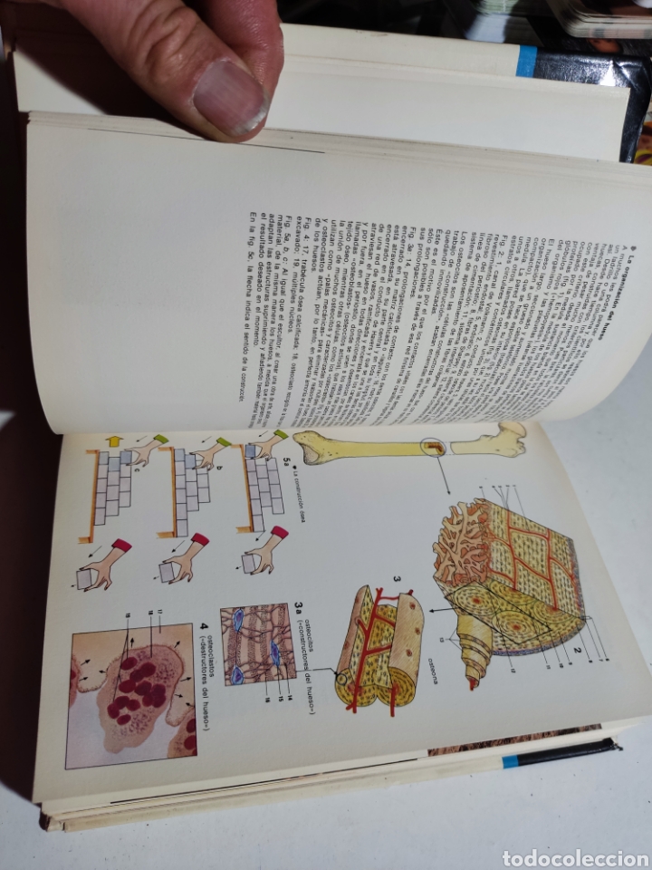 Libros: Libro gu&iacute;a del cuerpo humano, Laura Conti - Foto 6