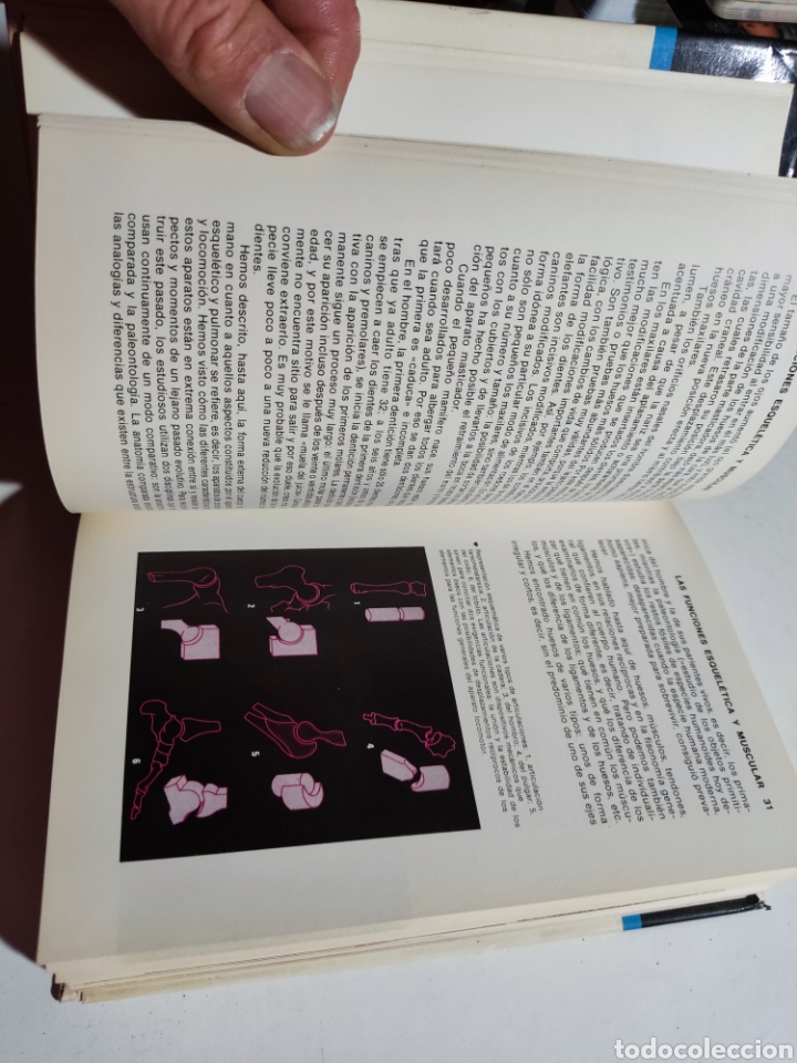 Libros: Libro gu&iacute;a del cuerpo humano, Laura Conti - Foto 7