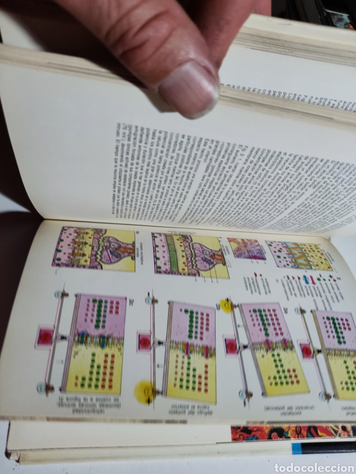 Libros: Libro gu&iacute;a del cuerpo humano, Laura Conti - Foto 8