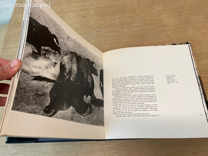 Libros: Libro Toros de Iberia de Robert Vavra, editorial Olivo - Foto 4
