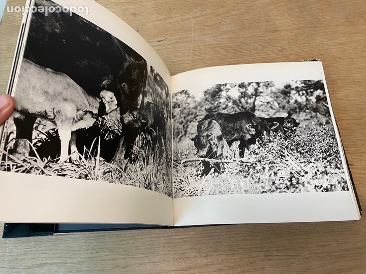 Libros: Libro Toros de Iberia de Robert Vavra, editorial Olivo - Foto 5