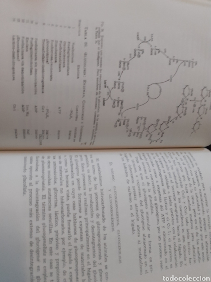Libros: ASPECTOS DINAMICOS DE LA BIOQUIMICA - BALDWIN,Ernest - Foto 10