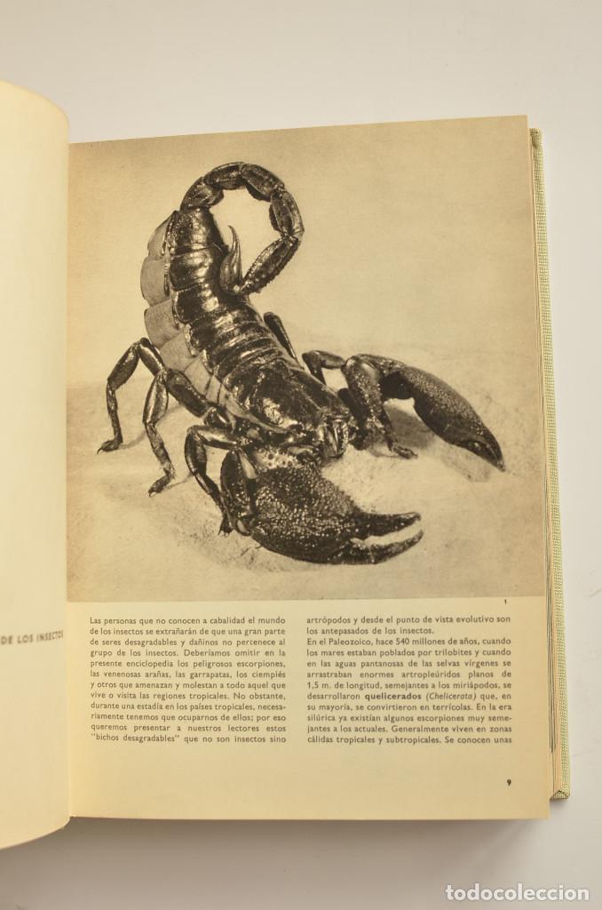 Libros: Gran enciclopedia ilustrada de los insectos - STANEK, V. J. - Foto 4