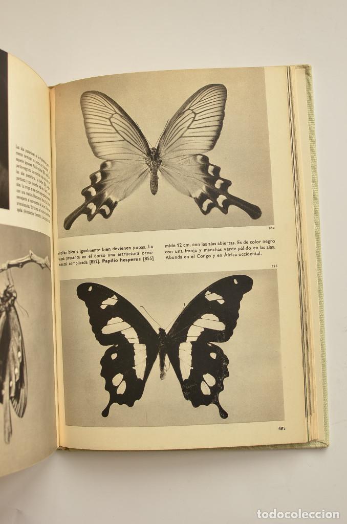 Libros: Gran enciclopedia ilustrada de los insectos - STANEK, V. J. - Foto 5