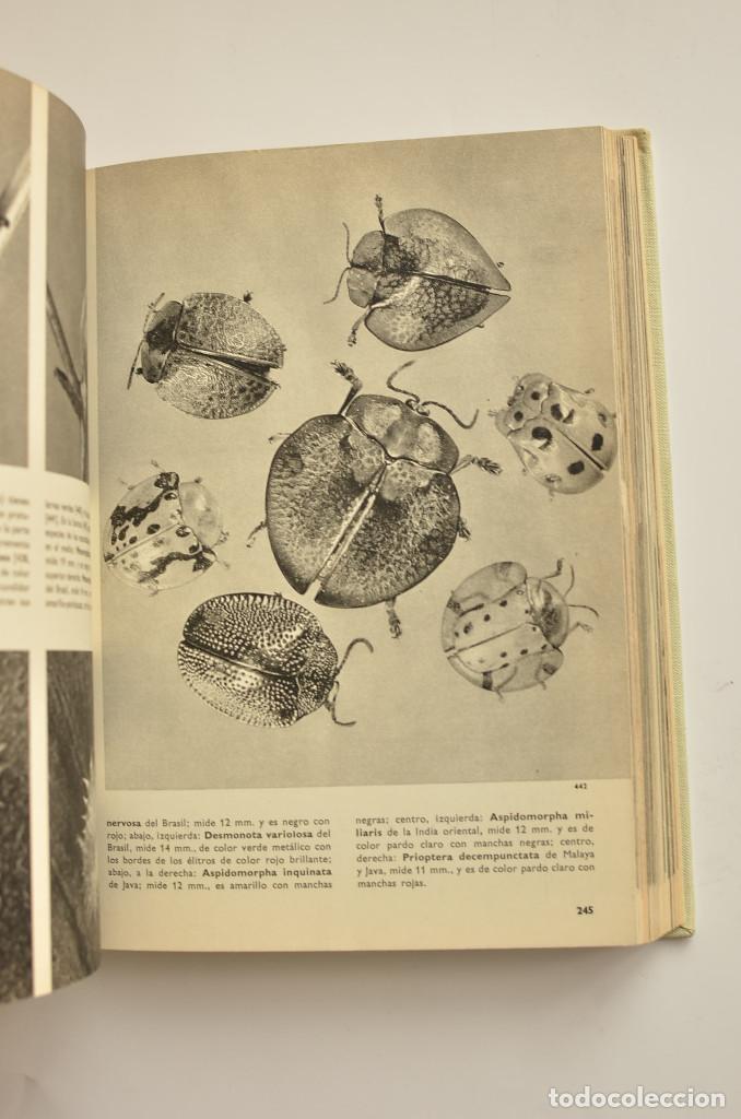 Libros: Gran enciclopedia ilustrada de los insectos - STANEK, V. J. - Foto 6