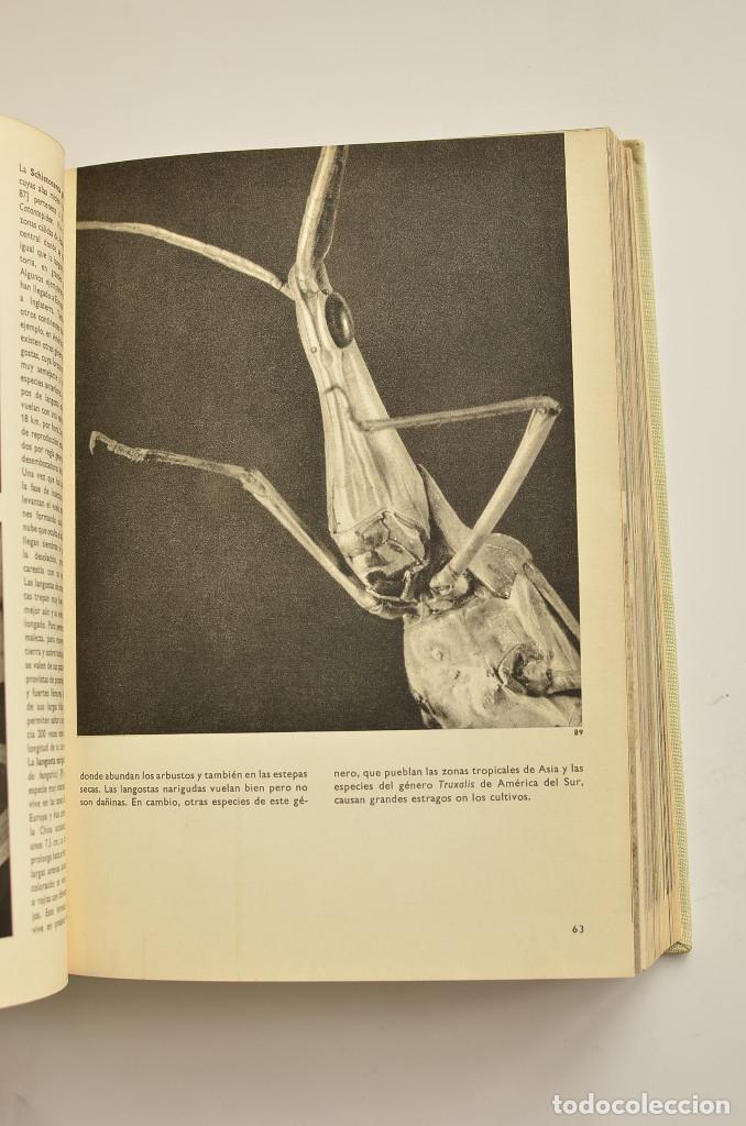 Libros: Gran enciclopedia ilustrada de los insectos - STANEK, V. J. - Foto 7
