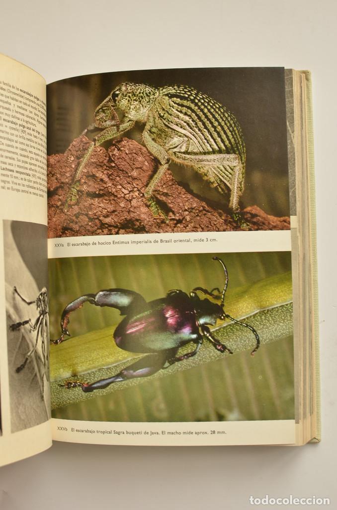 Libros: Gran enciclopedia ilustrada de los insectos - STANEK, V. J. - Foto 8
