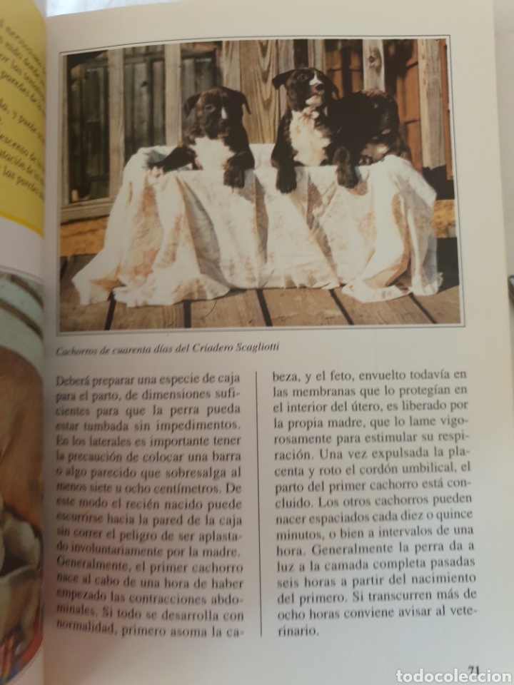 Libros: El Pitt bull. Guido de Rosa. Editorial de Vecchi. - Foto 4