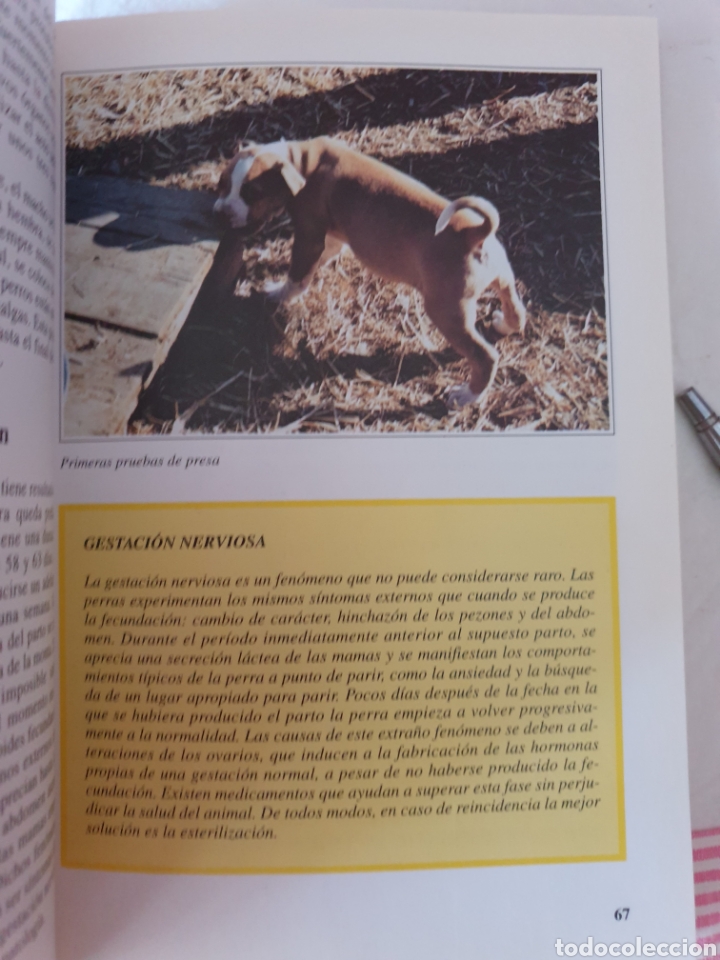 Libros: El Pitt bull. Guido de Rosa. Editorial de Vecchi. - Foto 5