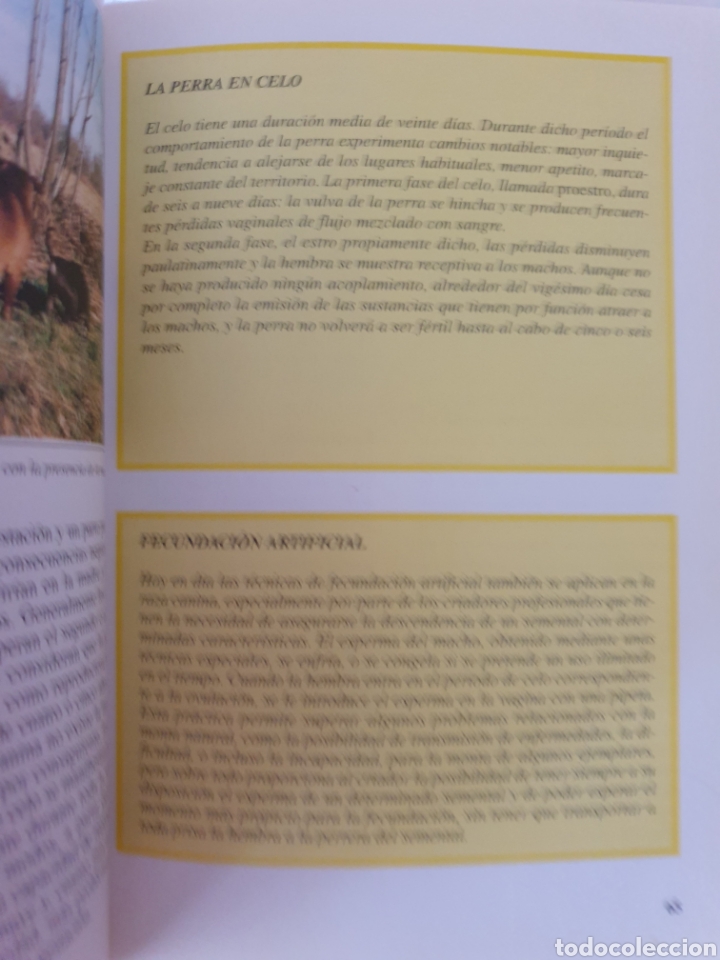 Libros: El Pitt bull. Guido de Rosa. Editorial de Vecchi. - Foto 6