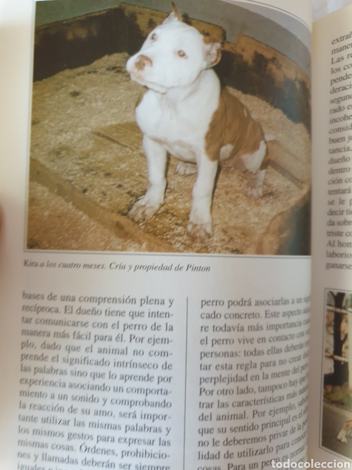 Libros: El Pitt bull. Guido de Rosa. Editorial de Vecchi. - Foto 7