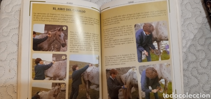 Libros: El caballo.Manual ilustrado.2000.Susaeta. - Foto 3