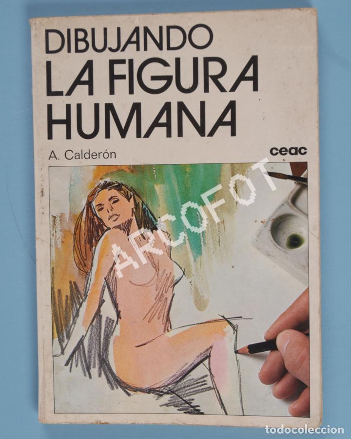 Libros: DIBUJANDO LA FIGURA HUMANA - A. CALDER&Oacute;N - EDICIONES CEAC 1981 - Foto 1