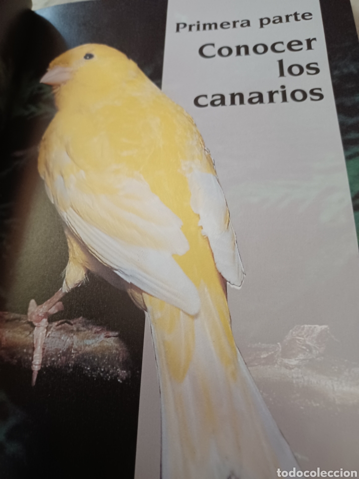 Libros: Barybook 279. El.gran libro de los canarios Gianni Ravazzi editorial de vecchi - Foto 9