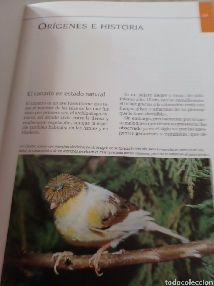 Libros: Barybook 279. El.gran libro de los canarios Gianni Ravazzi editorial de vecchi - Foto 10