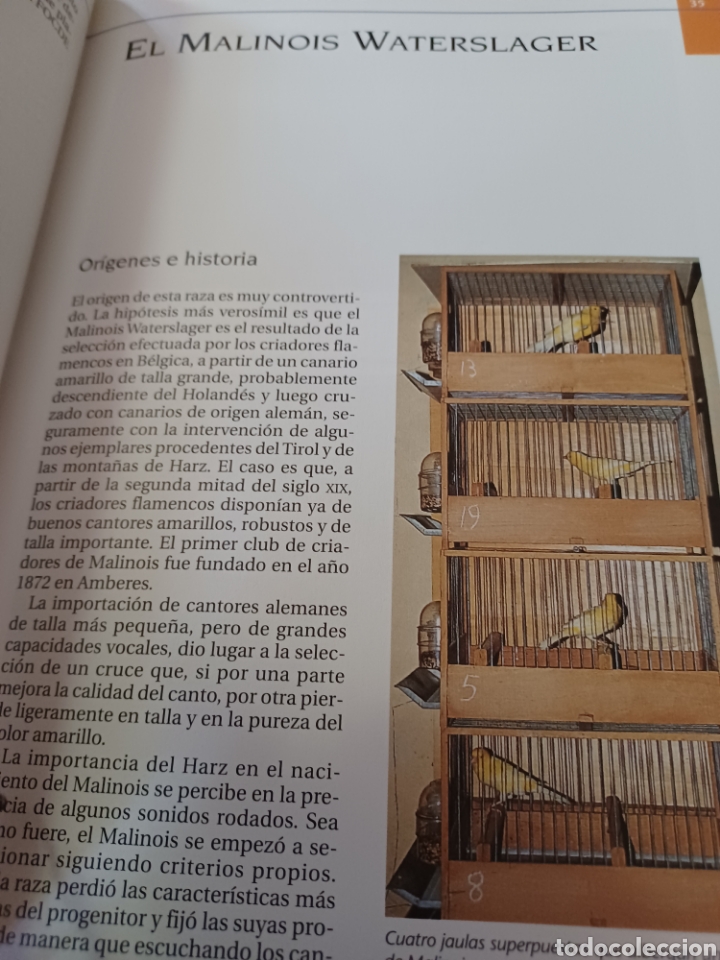 Libros: Barybook 279. El.gran libro de los canarios Gianni Ravazzi editorial de vecchi - Foto 11