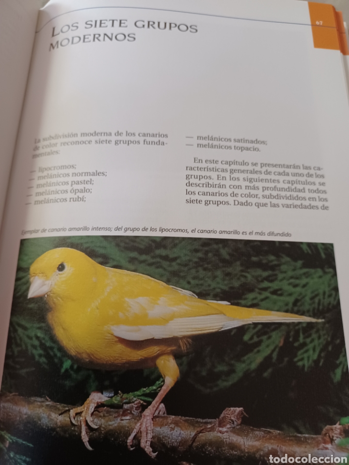 Libros: Barybook 279. El.gran libro de los canarios Gianni Ravazzi editorial de vecchi - Foto 12