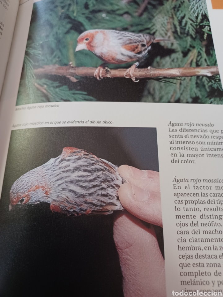 Libros: Barybook 279. El.gran libro de los canarios Gianni Ravazzi editorial de vecchi - Foto 13