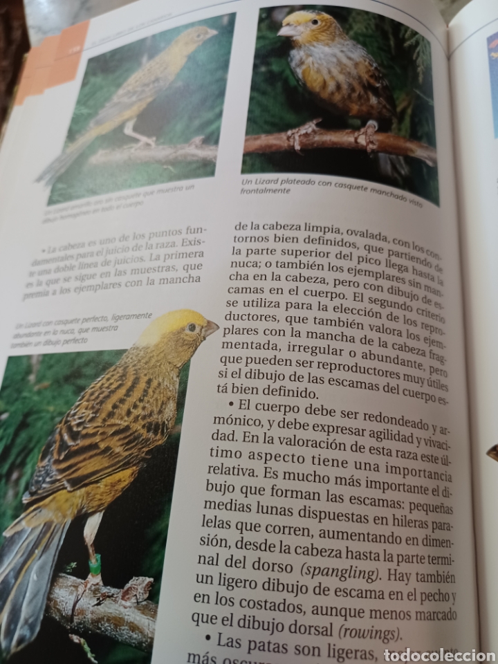 Libros: Barybook 279. El.gran libro de los canarios Gianni Ravazzi editorial de vecchi - Foto 14