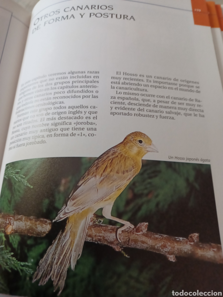 Libros: Barybook 279. El.gran libro de los canarios Gianni Ravazzi editorial de vecchi - Foto 15
