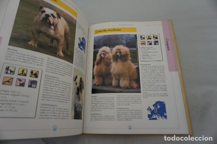 Libros: 19E/ ENCICLOPEDIA DE LOS PERROS - ADOLFO PEREZ AGUSTI / EDIMAT EDITOR - Foto 3