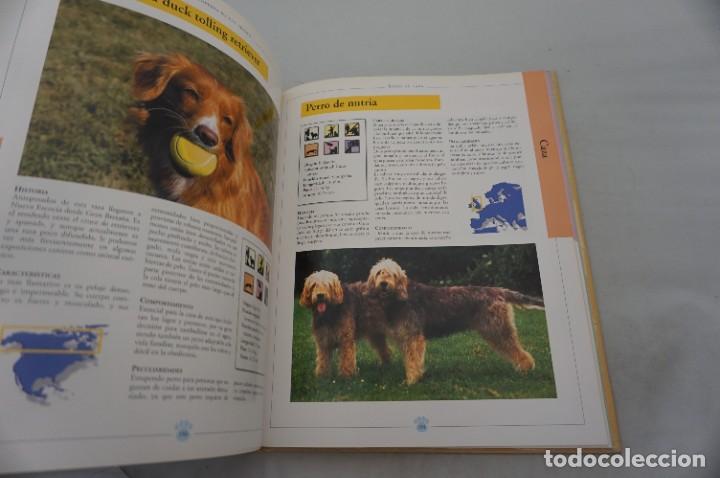 Libros: 19E/ ENCICLOPEDIA DE LOS PERROS - ADOLFO PEREZ AGUSTI / EDIMAT EDITOR - Foto 4