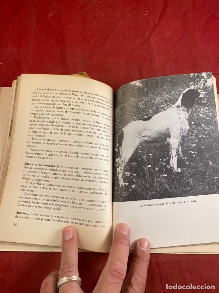 Libros: EL SETTER - Foto 3
