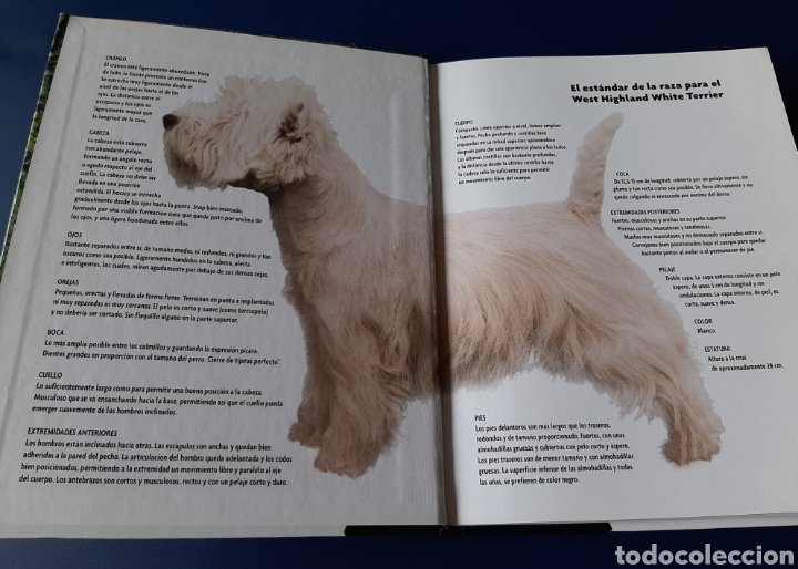 Libros: RAZAS HOY PERRO WEST HIGHLAND WHITE TERRIER COMPRA MINIMA 5&euro; - Foto 4