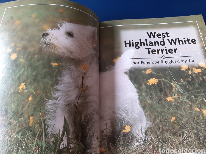 Libros: RAZAS HOY PERRO WEST HIGHLAND WHITE TERRIER COMPRA MINIMA 5&euro; - Foto 5