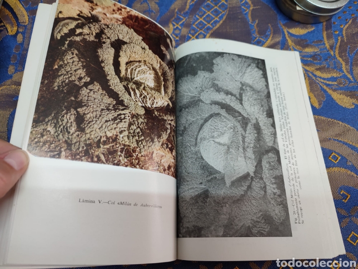 Libros: Repollos y coles de Bruselas Jos&eacute; Mar&iacute;a Mateo - Foto 5