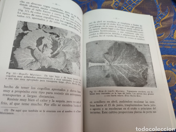 Libros: Repollos y coles de Bruselas Jos&eacute; Mar&iacute;a Mateo - Foto 6