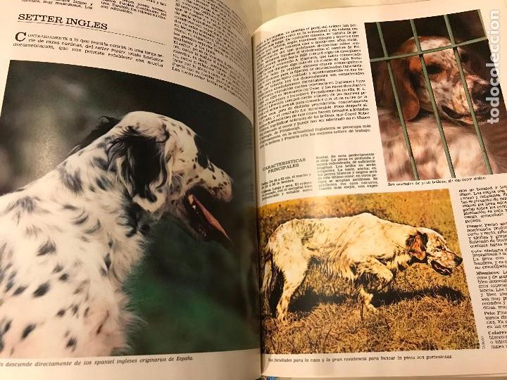 Libros: Los perros del mundo. Ediciones Urbi&oacute;n. PEDIDO M&Iacute;NIMO 5&euro; - Foto 3