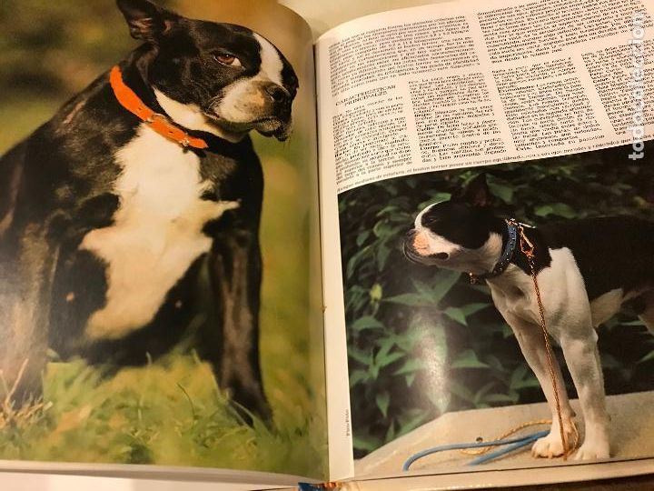 Libros: Los perros del mundo. Ediciones Urbi&oacute;n. PEDIDO M&Iacute;NIMO 5&euro; - Foto 4