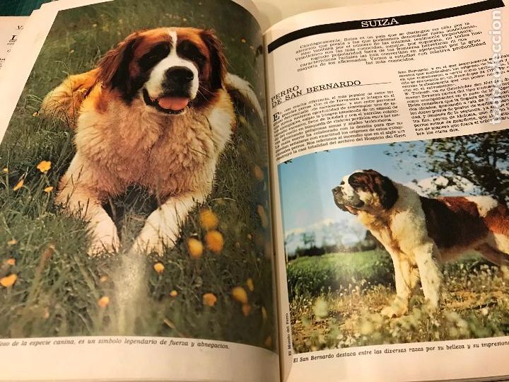 Libros: Los perros del mundo. Ediciones Urbi&oacute;n. PEDIDO M&Iacute;NIMO 5&euro; - Foto 5