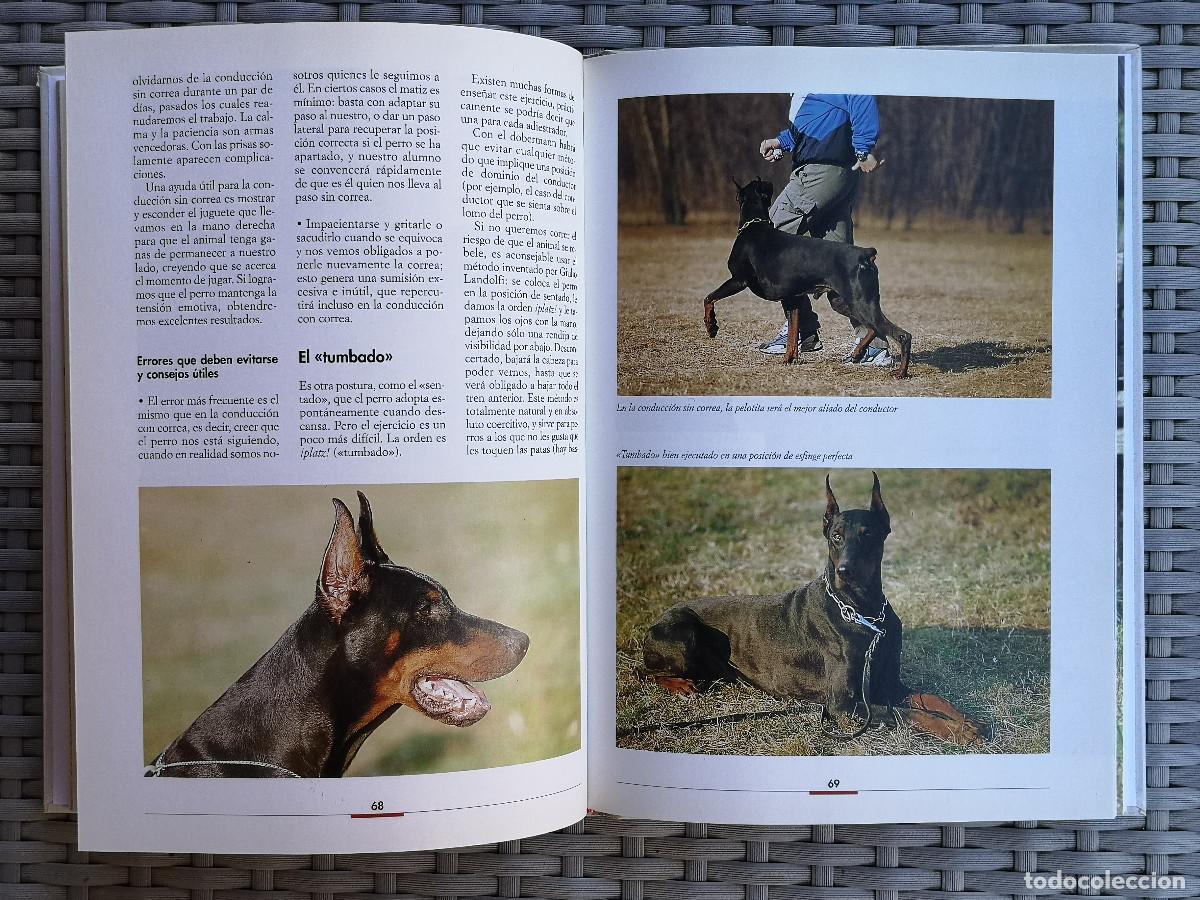 Libros: LIBRO - COMO EDUCAR AL DOBERMANN - de Valeria Rossi - Foto 2