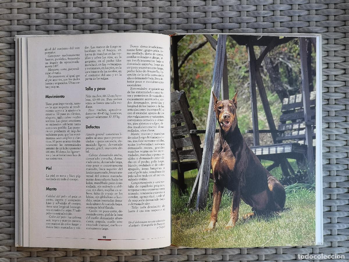 Libros: LIBRO - COMO EDUCAR AL DOBERMANN - de Valeria Rossi - Foto 3