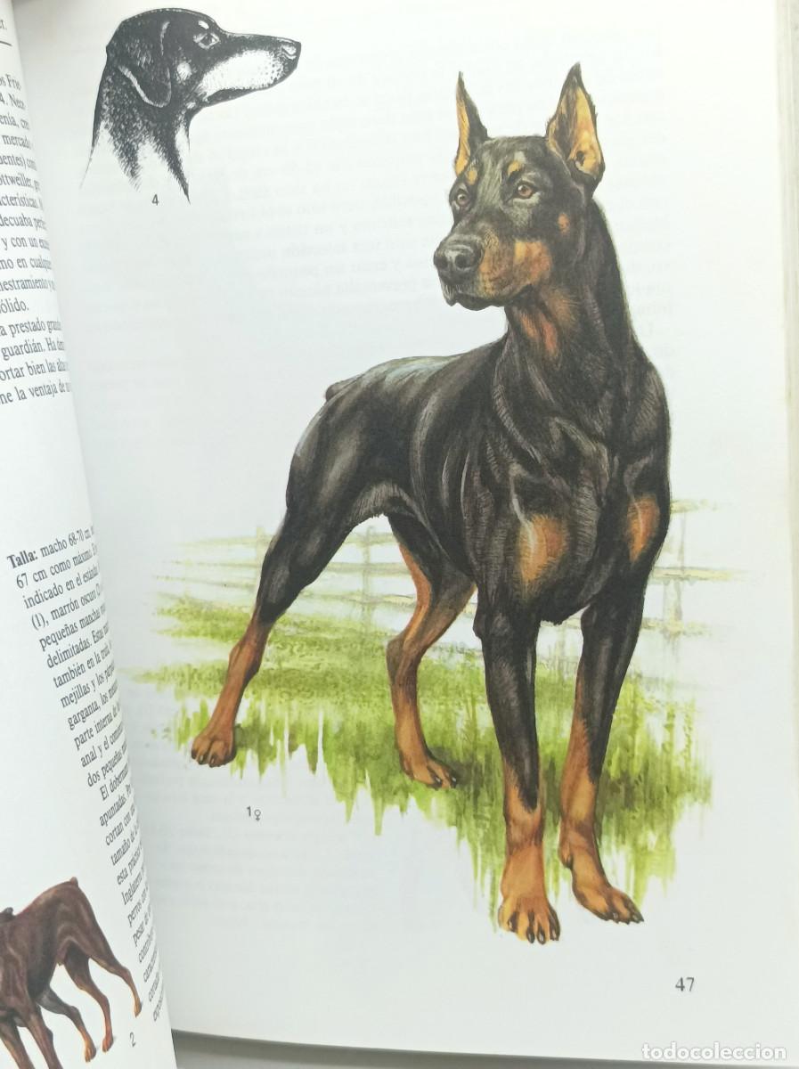 Libros: PERROS- SUSAETA - Foto 4