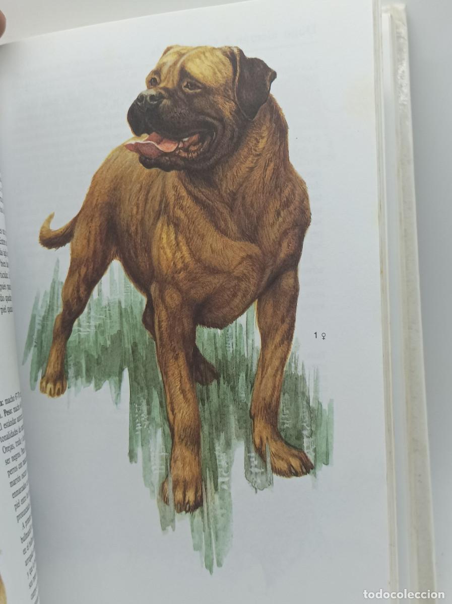 Libros: PERROS- SUSAETA - Foto 6