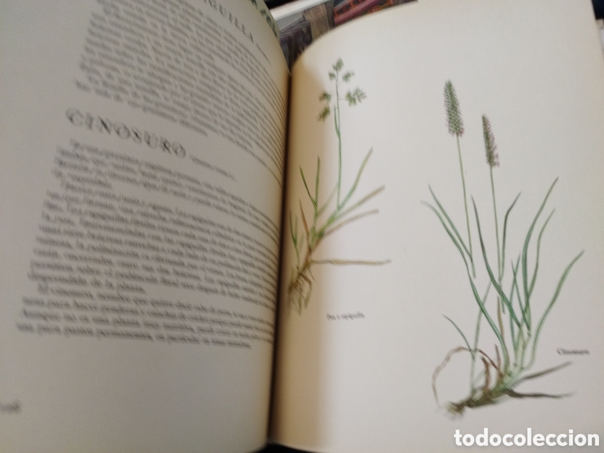 Libros: FLORES SILVESTRES - BARTON,J.G. - Foto 6